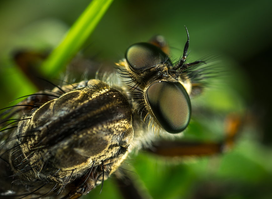 Extreme Macro Close-Up of Robber Fly Compound Eyes