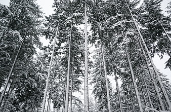 Low angle view of snow-covered pine trees in winter forest
