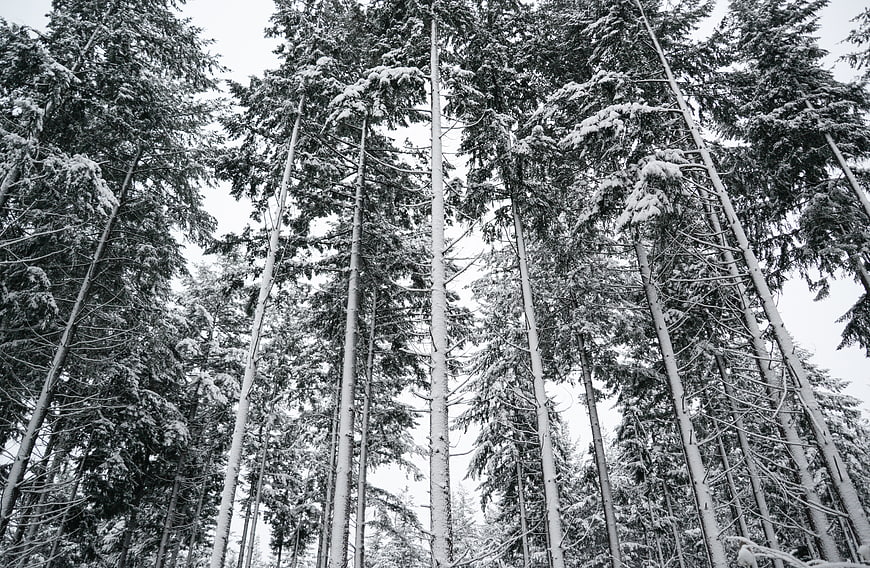 Low angle view of snow-covered pine trees in winter forest