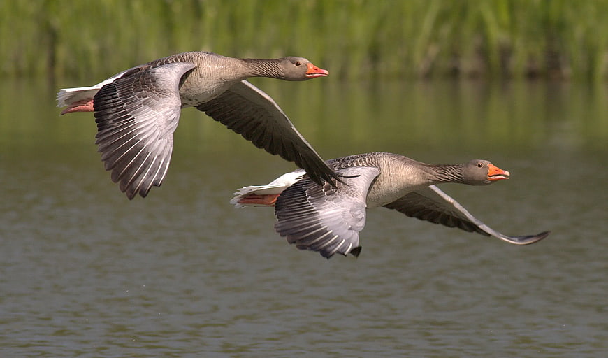 Two Greylag Geese Flying Over Water
