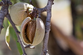 Ripe Almonds Splitting Open On Tree Branch