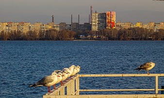 Seagulls on Pier with City Skyline and River