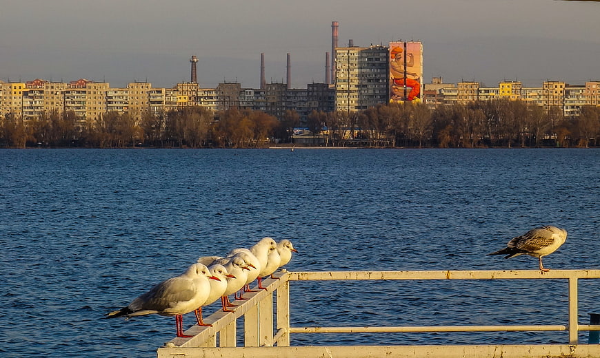 Seagulls on Pier with City Skyline and River