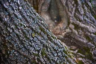 Close-up of textured tree bark with moss and lichen