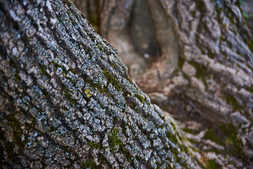 Close-up of textured tree bark with moss and lichen