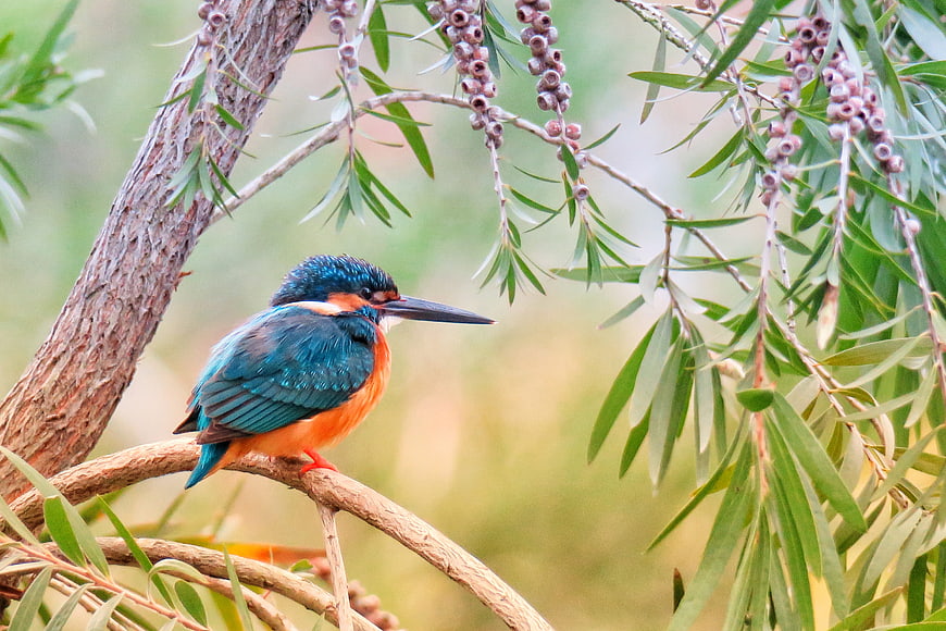 White-throated Kingfisher Perched on Branch in Natural Habitat