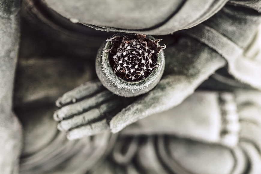 Close-up of Buddha statue hand holding small potted succulent plant