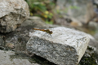 Orange dragonfly resting on a textured gray stone