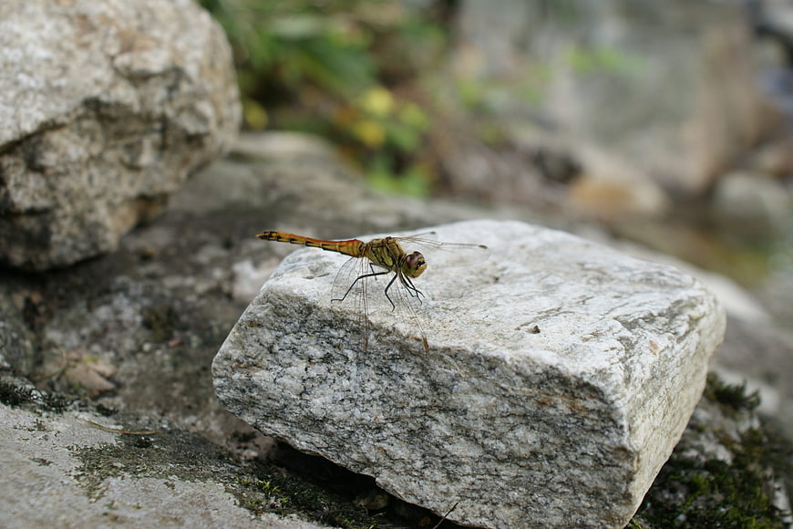 Orange dragonfly resting on a textured gray stone