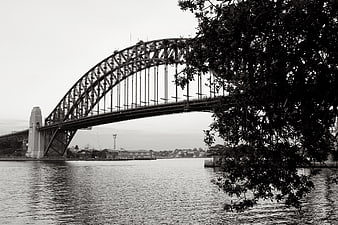 Black and white Sydney Harbour Bridge with tree foreground