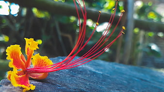 Vibrant Yellow and Red Flower with Long Stamen on Wood