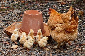 Mother Hen and Chicks Drinking Water in Outdoor Farm Yard