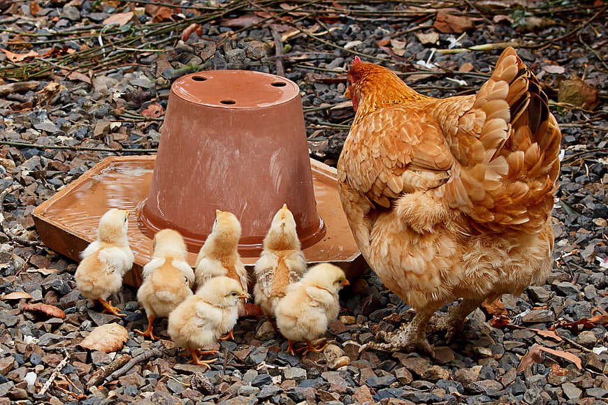 Mother Hen and Chicks Drinking Water in Outdoor Farm Yard
