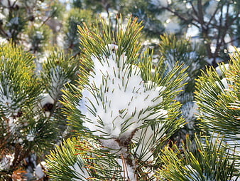 Close-up of Snow-Covered Pine Branches in Winter Sunlight
