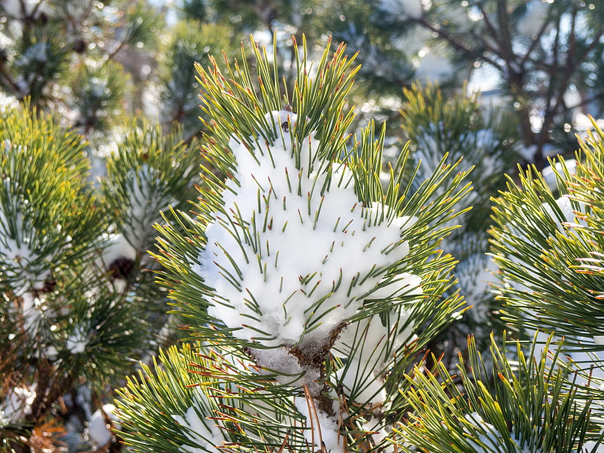 Close-up of Snow-Covered Pine Branches in Winter Sunlight