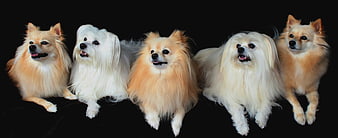 Five fluffy small dogs including Pomeranians and Maltese on black background