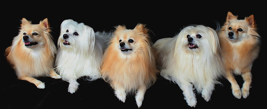 Five fluffy small dogs including Pomeranians and Maltese on black background