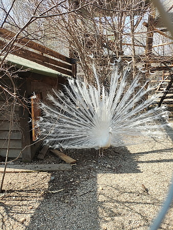 White Peacock Displaying Feathers in Outdoor Enclosure