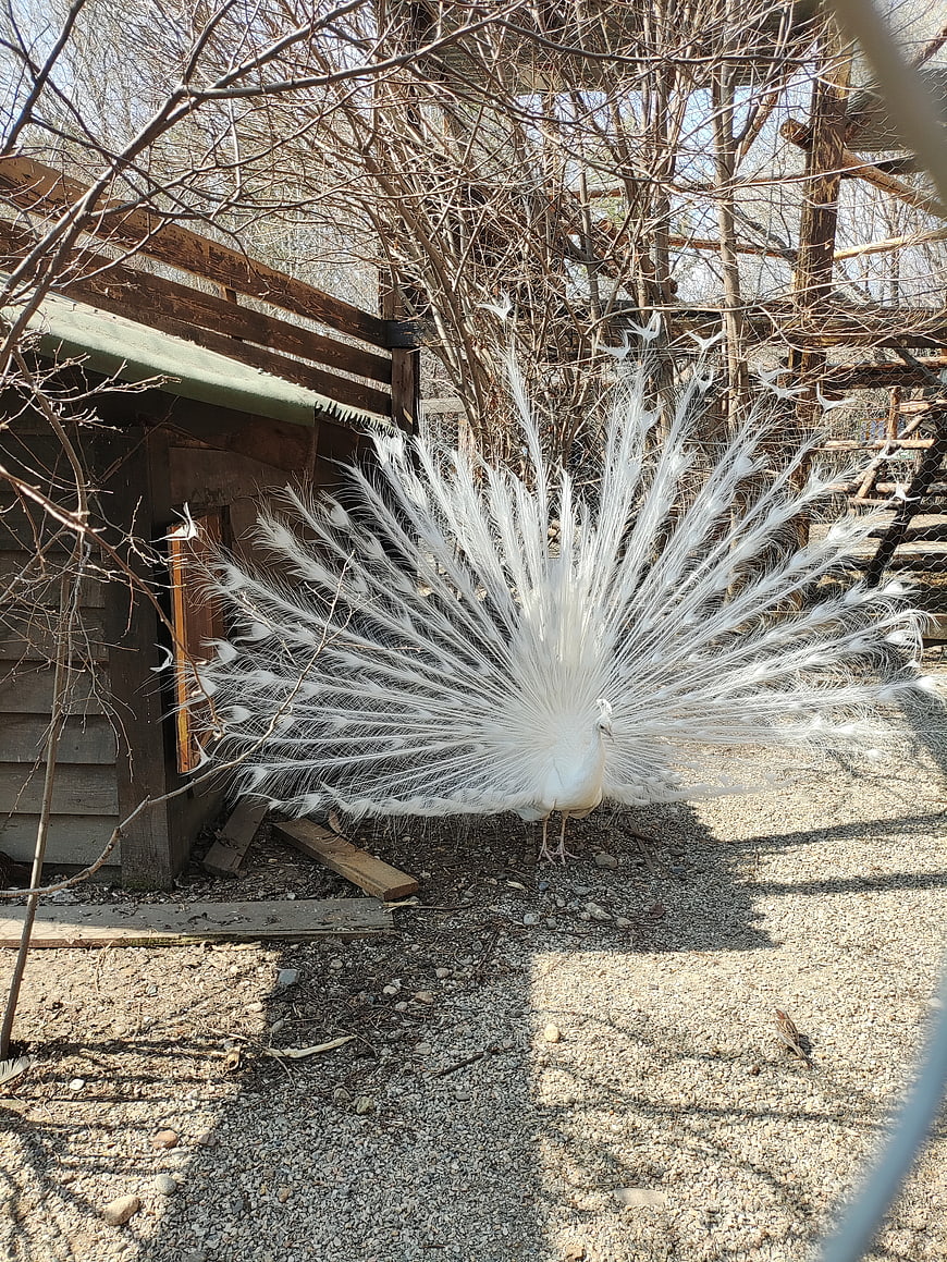 White Peacock Displaying Feathers in Outdoor Enclosure