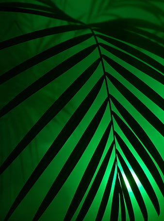 Dark palm leaf silhouette against vibrant green neon light background