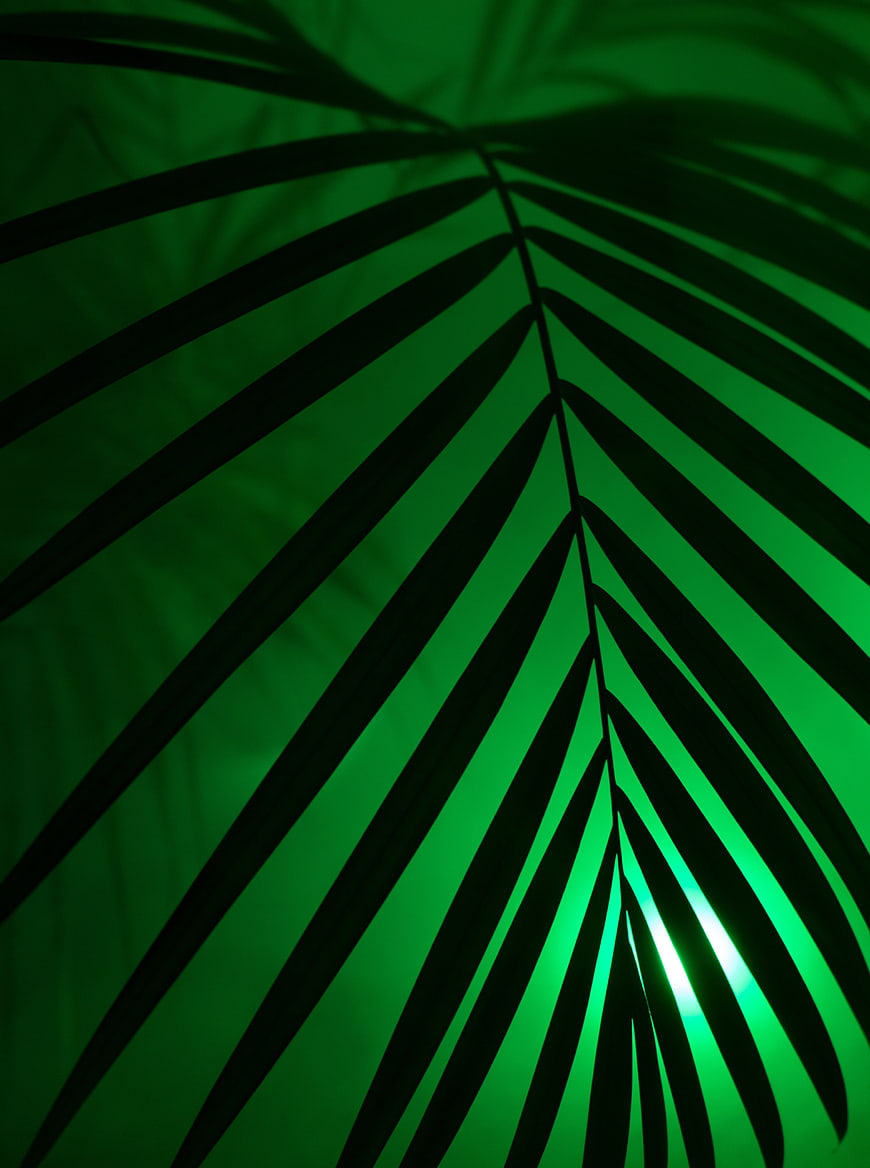 Dark palm leaf silhouette against vibrant green neon light background