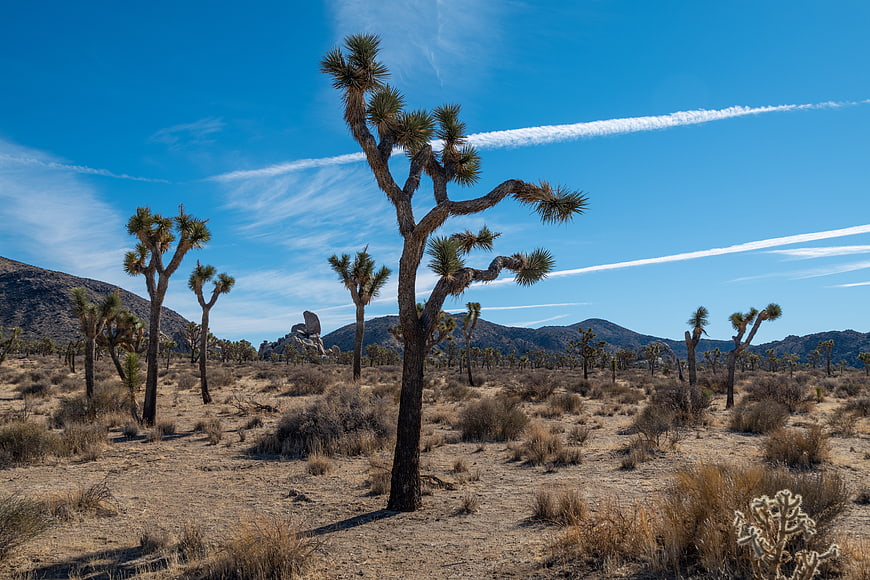 Joshua Tree Desert Landscape with Blue Sky and Contrails