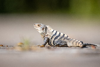 Green Iguana Resting on Pavement in Natural Habitat