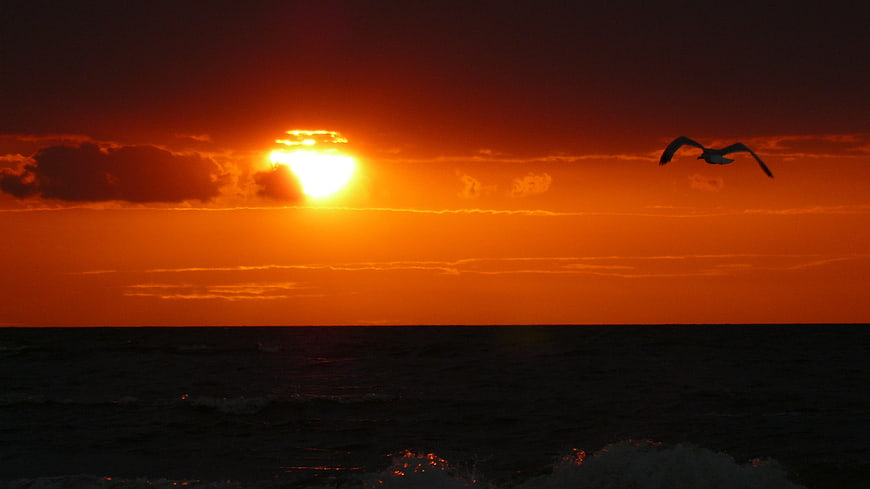 Seagull Silhouette Flying Over Ocean at Vibrant Sunset