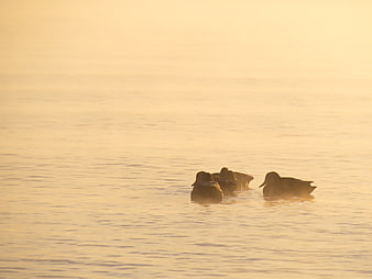 Ducks Swimming in Golden Sunset Water
