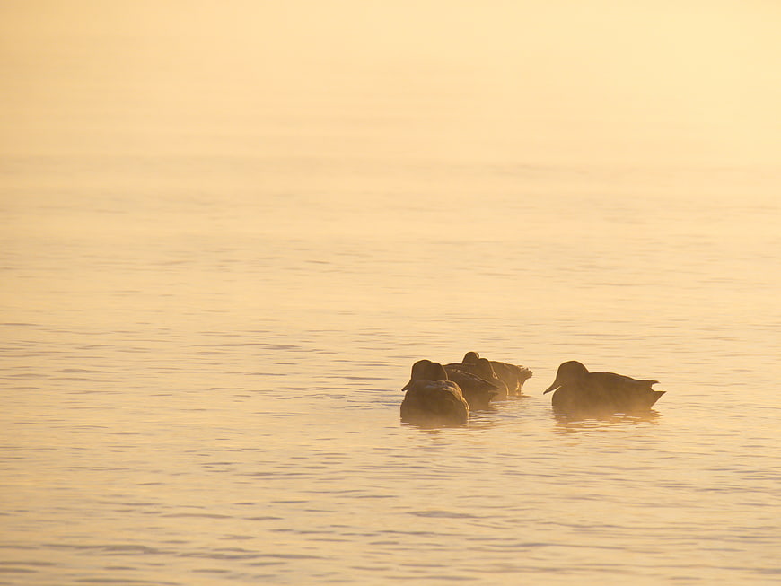Ducks Swimming in Golden Sunset Water