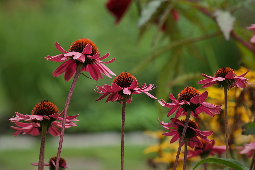 Pink Coneflowers Blooming in a Green Garden