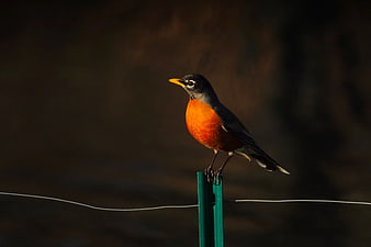 American Robin Perched on Green Fence Post in Sunlight