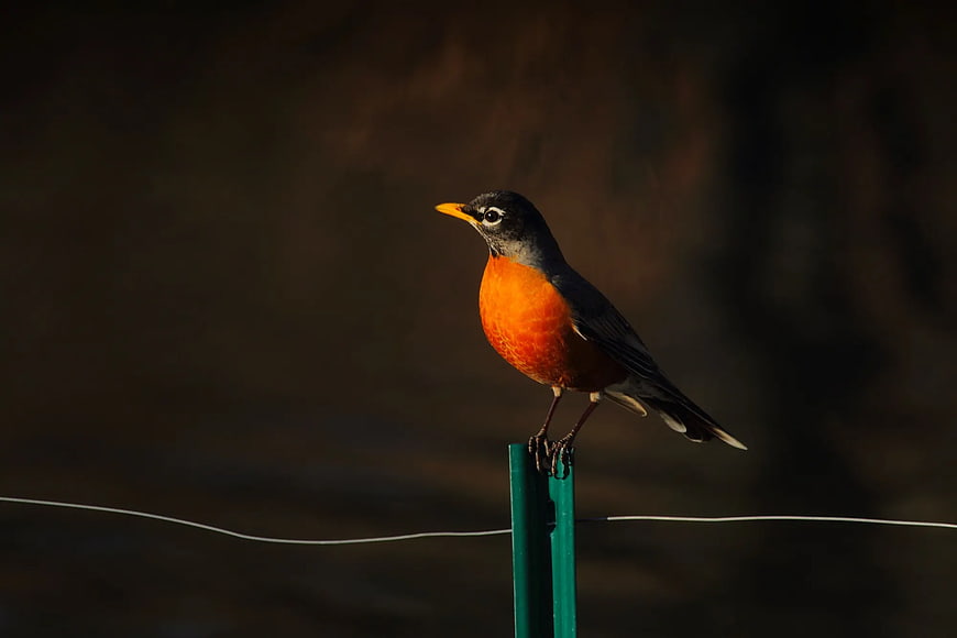 American Robin Perched on Green Fence Post in Sunlight