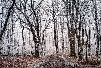 Mystical Winter Forest Path With Frosted Trees And Foggy Atmosphere