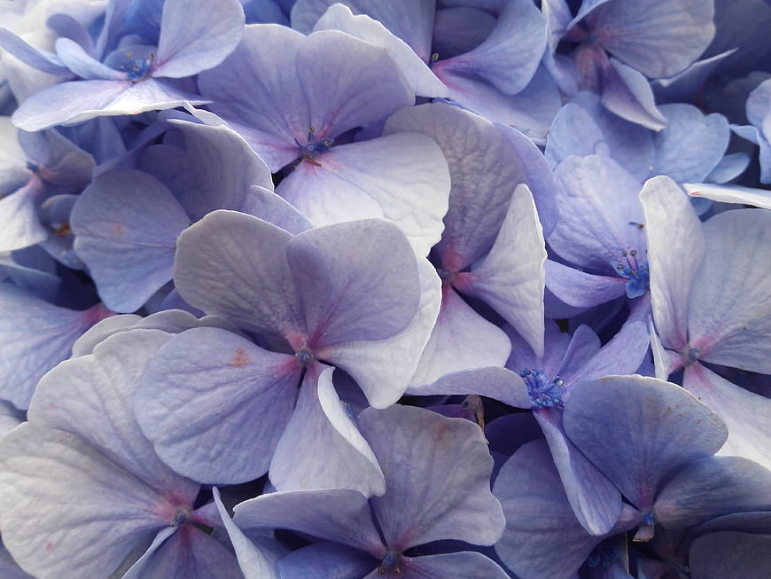 Close-up of delicate blue and purple hydrangea petals