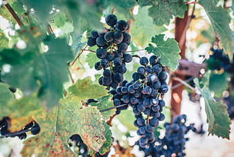 Ripe dark grapes hanging on vine in vineyard