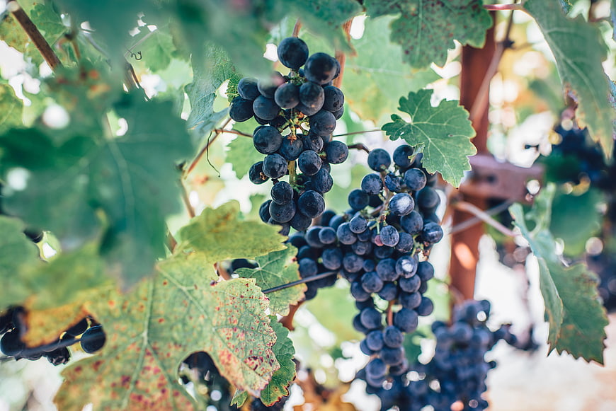 Ripe dark grapes hanging on vine in vineyard