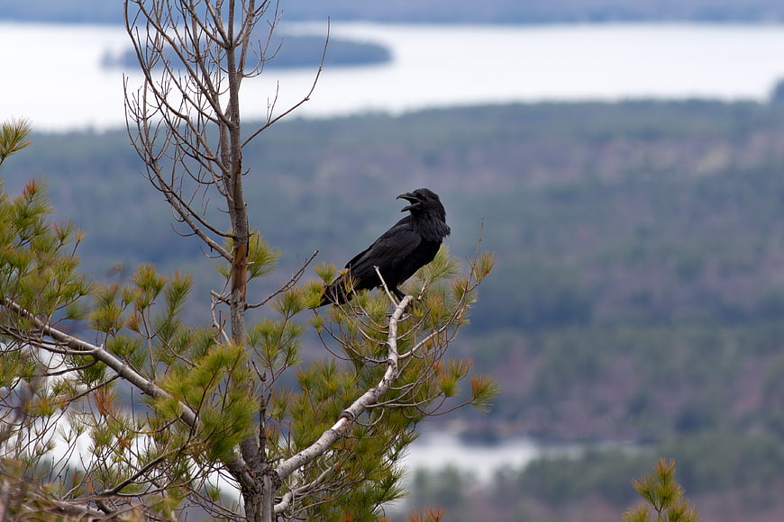 Black Crow Perched on Pine Tree Branch with Lake Background