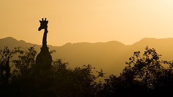 Silhouette of Giraffe Against Golden Sunset Sky