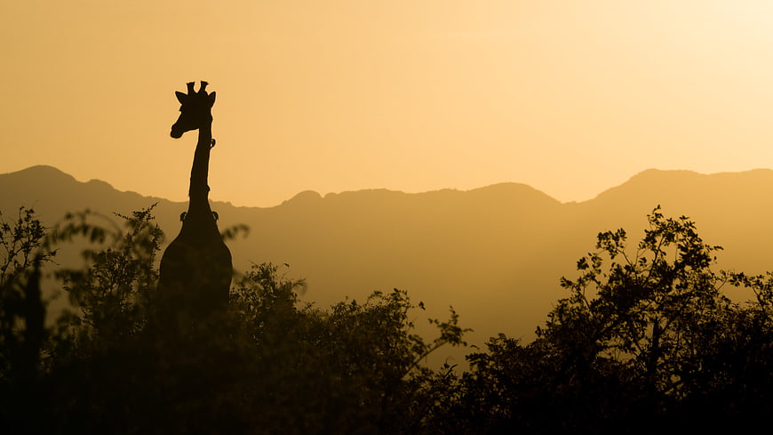 Silhouette of Giraffe Against Golden Sunset Sky