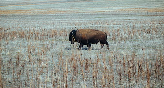 Lone Bison Walking Through Frosty Winter Prairie Field