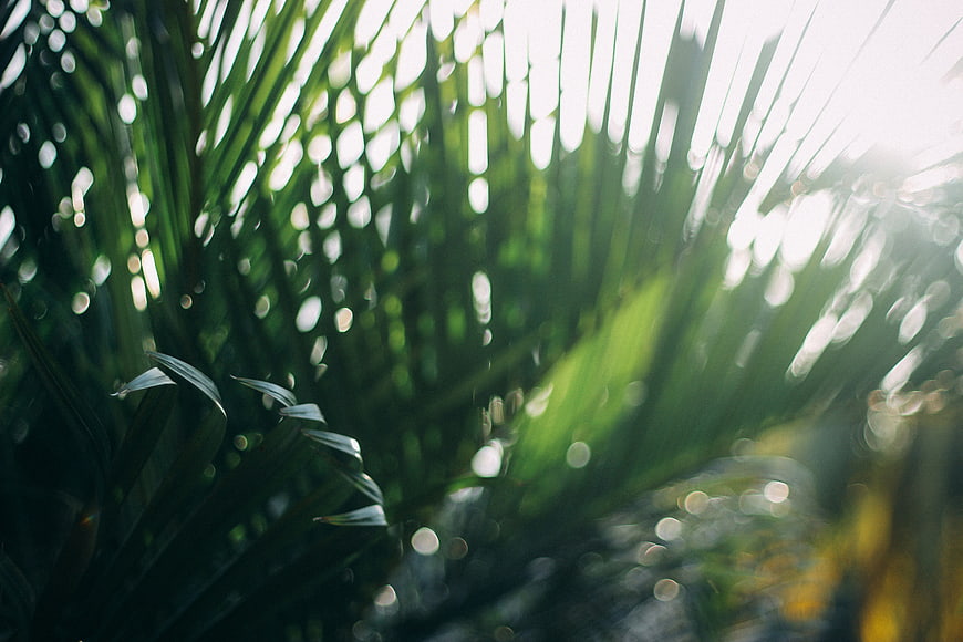 Sunlight filtering through lush green palm leaves