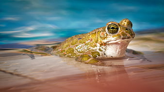 Close-up of a green frog swimming in a pool