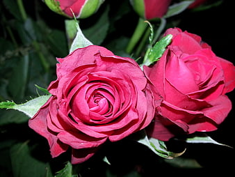 Close-up of vibrant red roses with dark background
