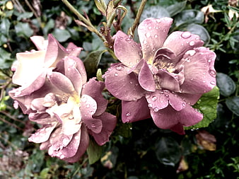 Close-up of purple roses with raindrops on petals