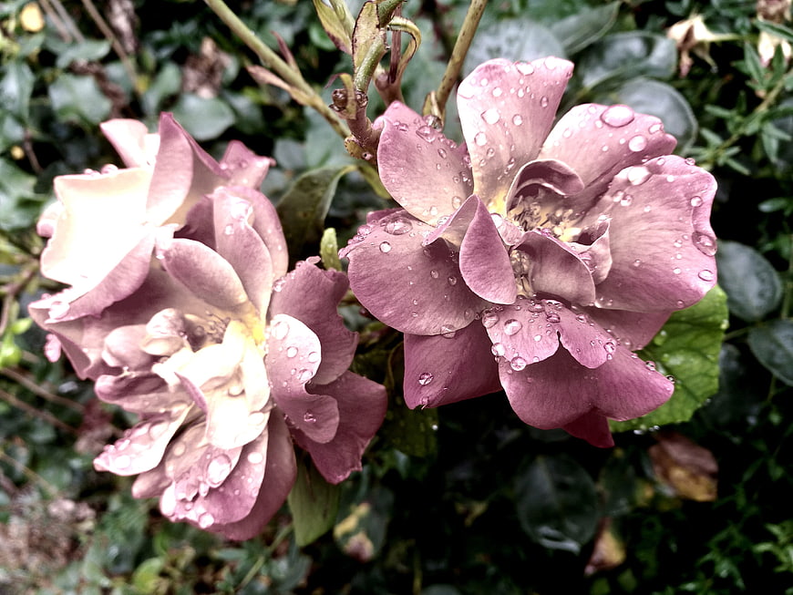 Close-up of purple roses with raindrops on petals