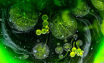 Abstract green oil and water macro texture with bubbles