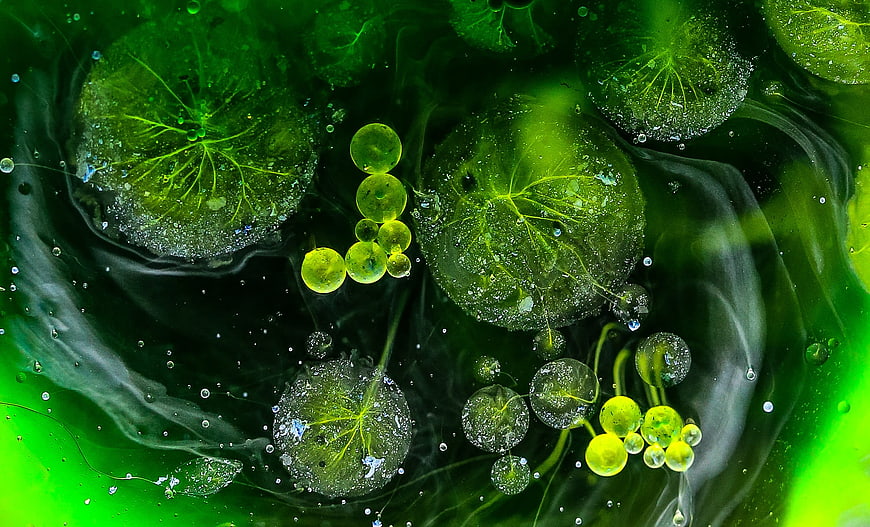Abstract green oil and water macro texture with bubbles