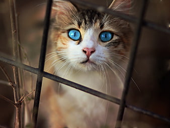 Close-up of a tabby cat with striking blue eyes behind a metal fence