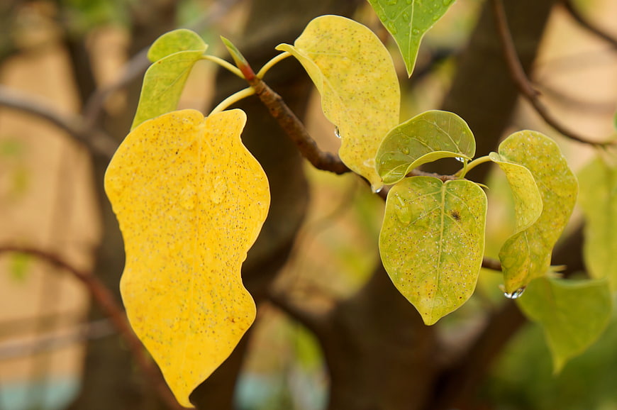 Close-up of yellow and green leaves with raindrops